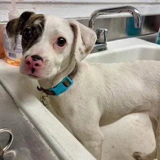 A baby small-sized female Mixed Breed dog named Dottie for adoption in Oakland, CA