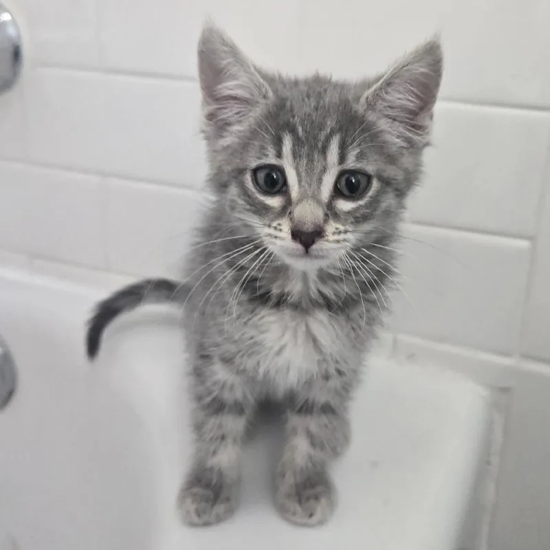 A baby small-sized female Gray / Blue / Silver Domestic Short Hair cat named Luthien for adoption in Long Beach, CA