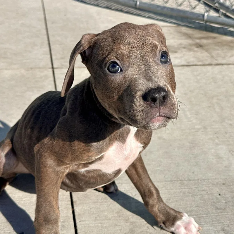 A baby small-sized male Brown / Chocolate Pit Bull Terrier dog named Bull for adoption in Matteson, IL