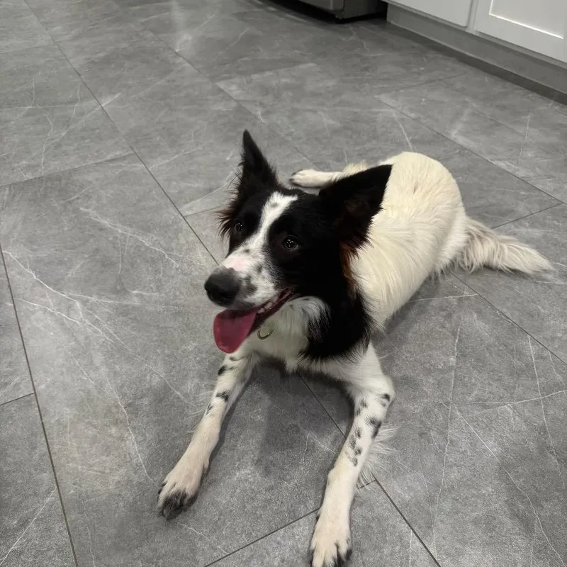 An adult medium-sized female Black Border Collie dog named Zuzu for adoption in The Woodlands, TX