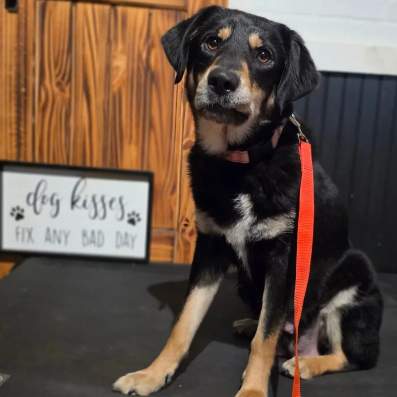 An adult medium-sized female Brown / Chocolate Shepherd dog named Rosie for adoption in Centralia, WA