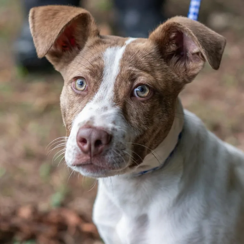 A baby small-sized male Brown / Chocolate Pit Bull Terrier dog named Chowder for adoption in Bartlett, TN