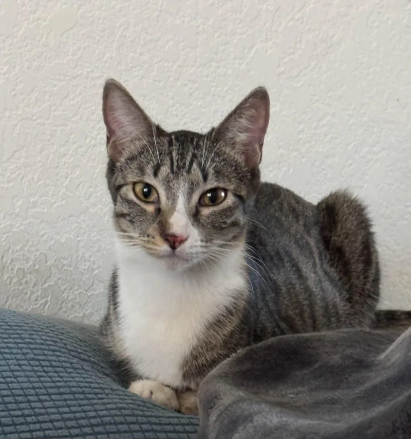 A young medium-sized female Gray / Blue / Silver Domestic Short Hair cat named Mina for adoption in Glendale, AZ