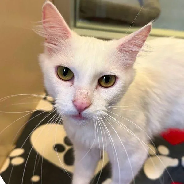 An adult medium-sized female Domestic Short Hair cat named Marlin for adoption in Walnut Creek, CA