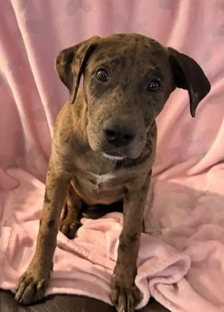 A baby large-sized female Merle (Red) Labrador Retriever dog named Butter for adoption in fort worth, TX