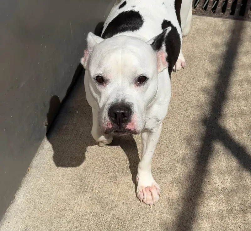An adult medium-sized female White / Cream Pit Bull Terrier dog named Whisper for adoption in Chicago, IL