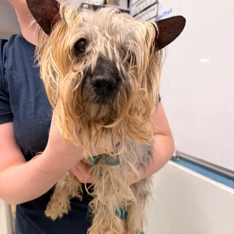 A senior small-sized male Gray / Blue / Silver Silky Terrier dog named Vincent for adoption in Indianapolis, IN