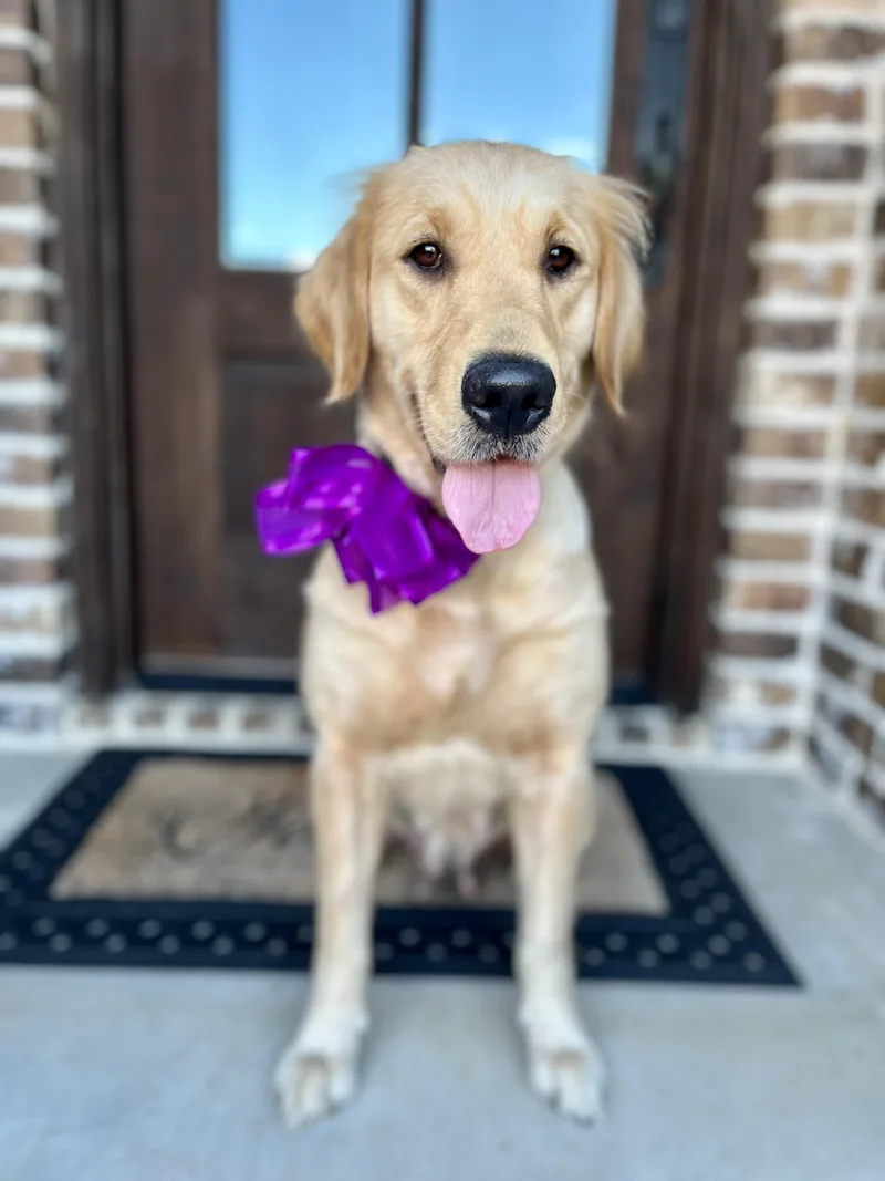An adult large-sized female Golden Retriever dog named Keeley for adoption in University Place, WA