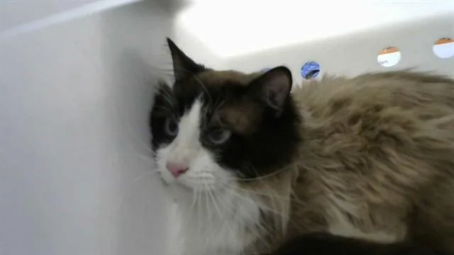 An adult medium-sized female Domestic Short Hair cat named Snow for adoption in Albuquerque, NM