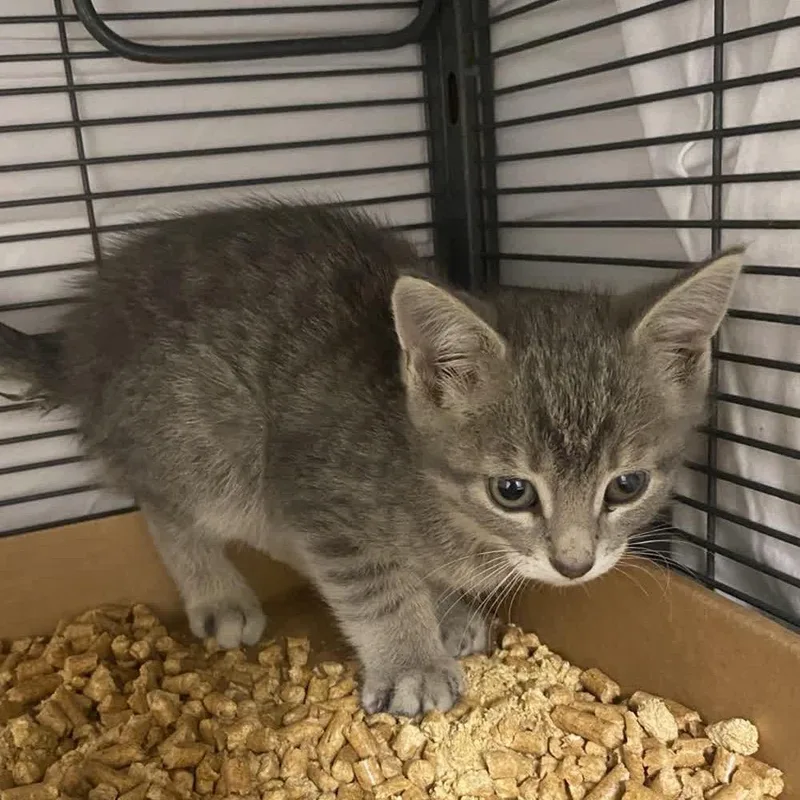 A baby small-sized male Gray / Blue / Silver Domestic Short Hair cat named Lewis for adoption in Norfolk, NE