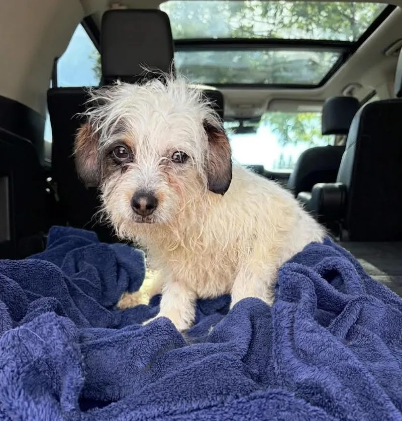 A young small-sized male Terrier dog named Walt for adoption in Cumming, GA