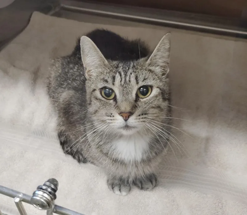 A young medium-sized female Domestic Short Hair cat named Pearl for adoption in Clarksville, TN
