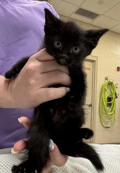 A baby small-sized male Domestic Short Hair cat named Bulbasaur for adoption in Fishers, IN