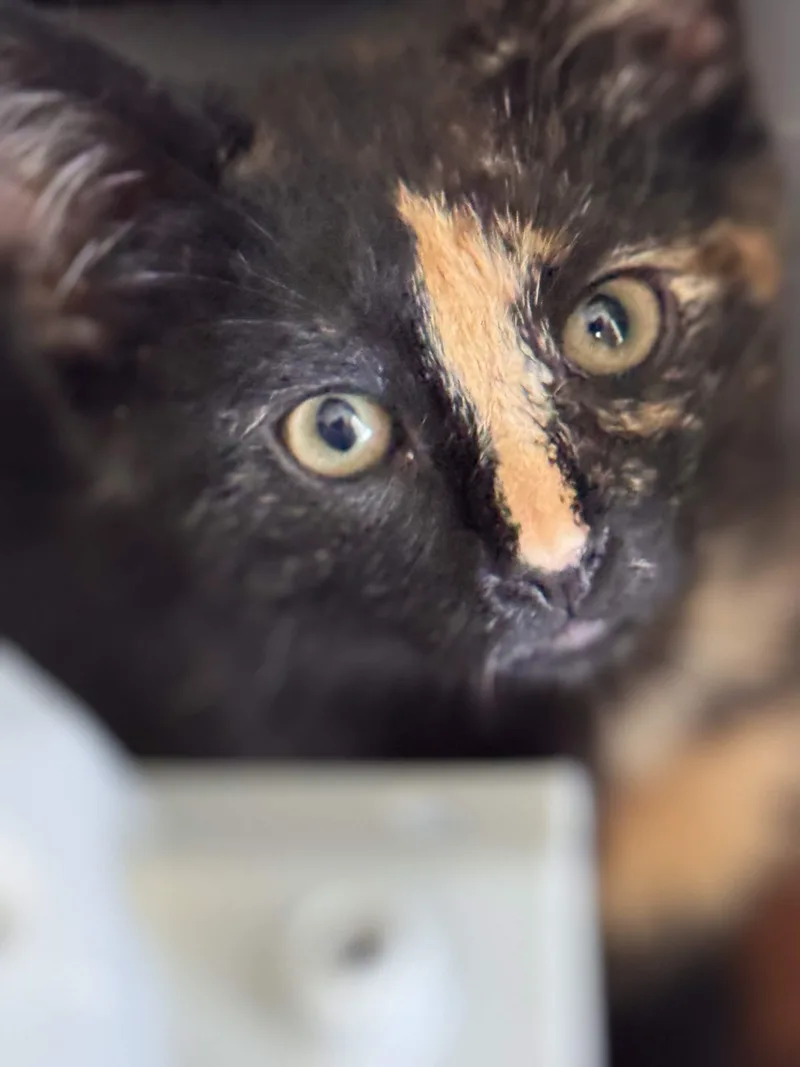 A baby small-sized female Dilute Tortoiseshell Domestic Short Hair cat named Dorothy for adoption in Weehawken, NJ