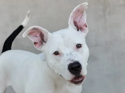 An adult large-sized female Mixed Breed dog named Posey for adoption in Longmont, CO
