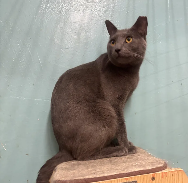 An adult medium-sized male Gray / Blue / Silver Russian Blue cat named Pluto for adoption in Whittier, CA