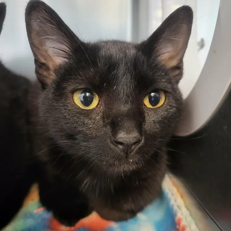 A young medium-sized male Black Domestic Short Hair cat named Manny for adoption in Martinsville, VA
