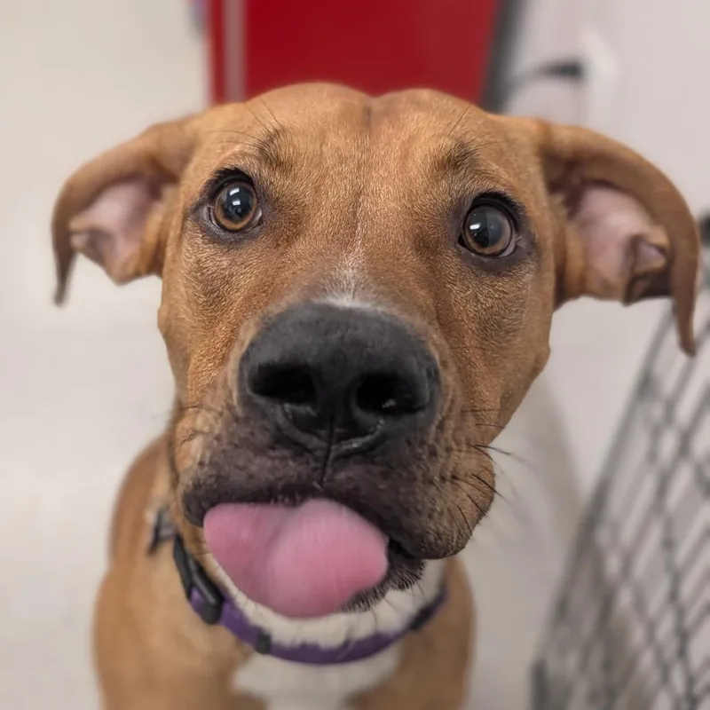 A young small-sized female Brown / Chocolate Mixed Breed dog named Darcy for adoption in Naperville, IL