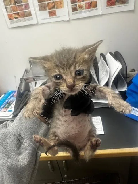 A baby small-sized male Domestic Short Hair cat named Frankie for adoption in Van Nuys, CA