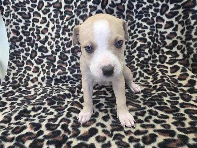 A baby small-sized female Pit Bull Terrier dog named Leshawna for adoption in Lancaster, CA