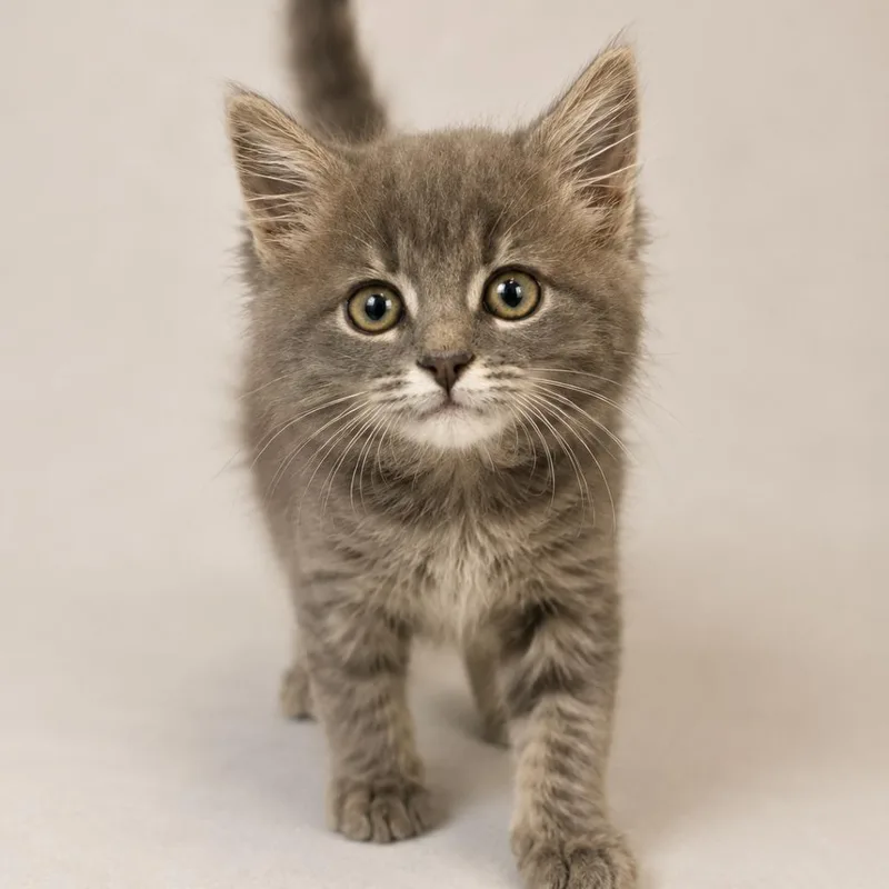 A baby small-sized female Gray / Blue / Silver Domestic Long Hair cat named Ruthie for adoption in Pittsburg, KS