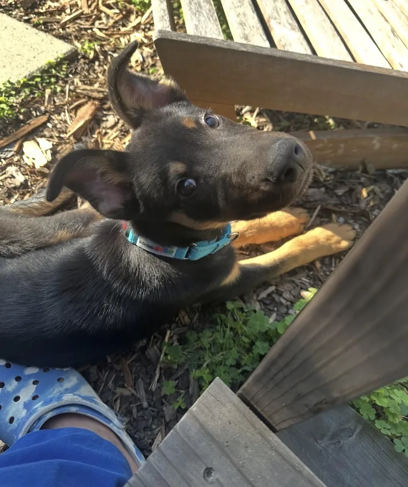 Benedict thumbnail 3