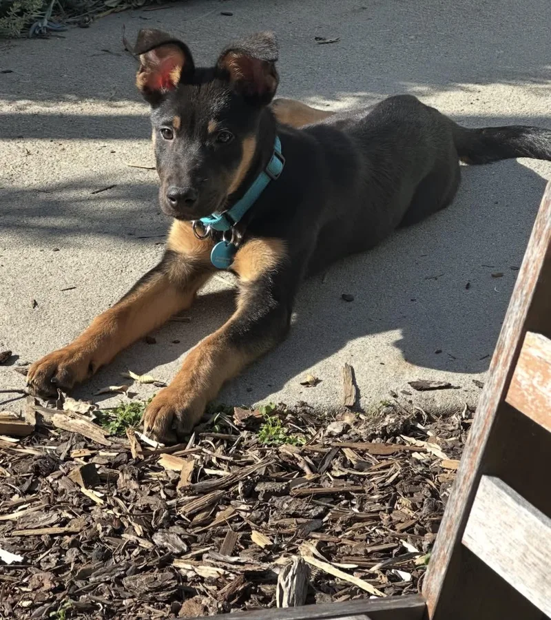 Benedict thumbnail 4