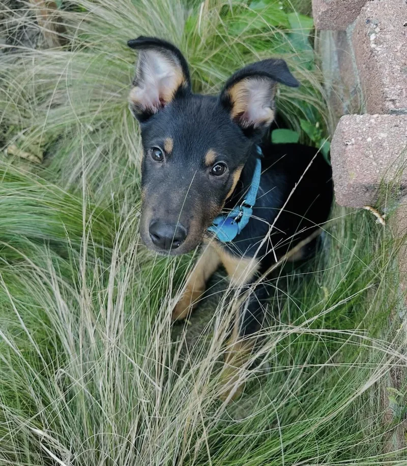 Benedict thumbnail 5