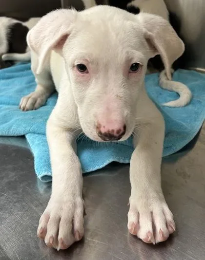 A young large-sized female Pit Bull Terrier dog named Suellen for adoption in Kansas City, MO