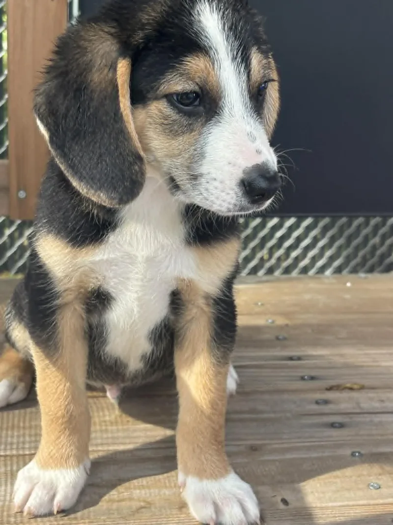 A baby medium-sized male Tricolor (Brown, Black, & White) Mixed Breed dog named Spud for adoption in Kenosha, WI