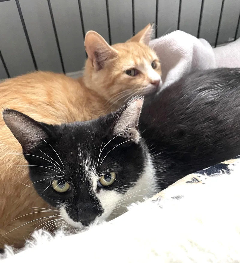 Purr Papaya And Pickles