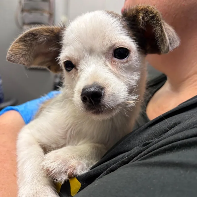 A baby small-sized female Brown / Chocolate Chihuahua dog named Cleo for adoption in Summerville, SC