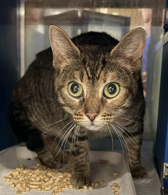 A young small-sized female Domestic Short Hair cat named Heather for adoption in Westminster, MD