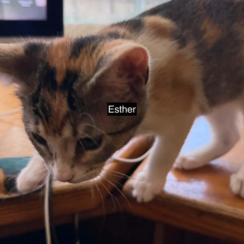 A baby small-sized female Torbie cat named Esther for adoption in Antioch, CA