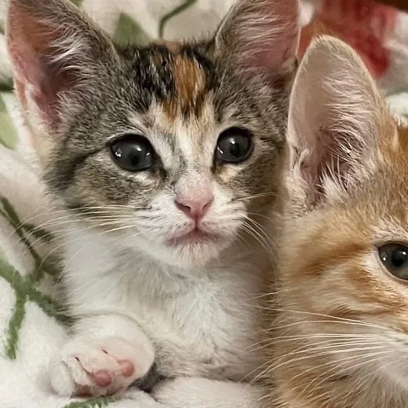 Esther thumbnail 3