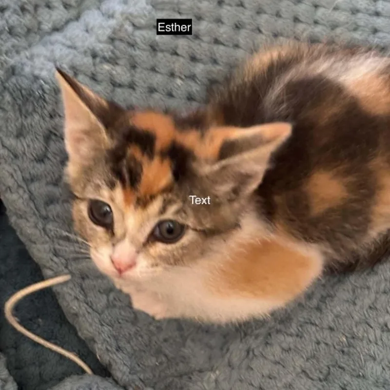 Esther thumbnail 5