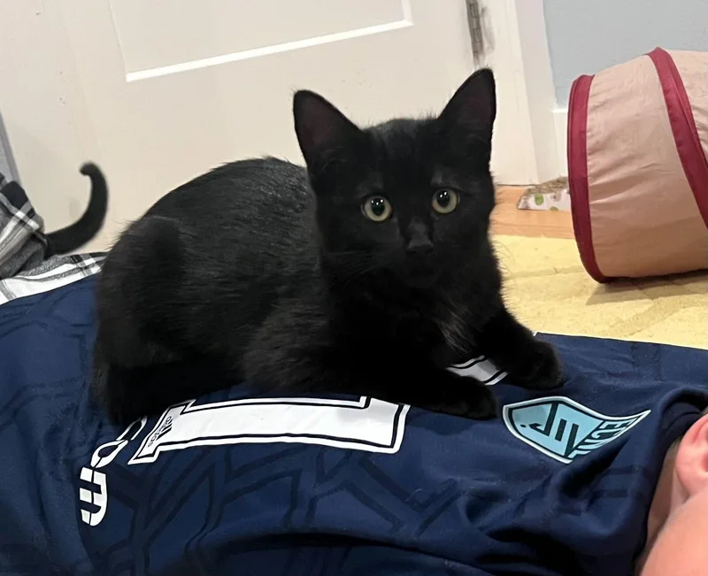 Coffee And Cream thumbnail 2