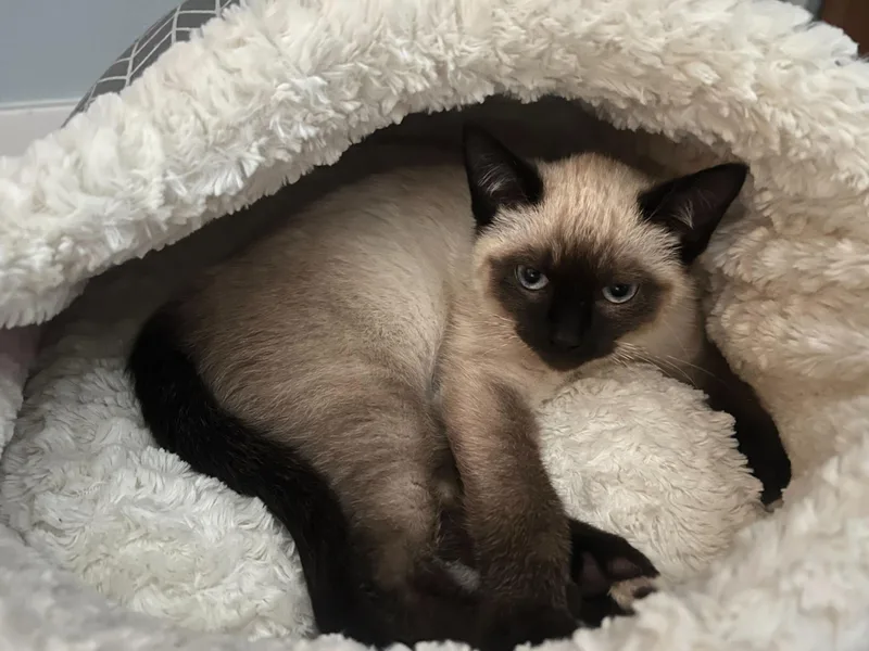 Coffee And Cream thumbnail 3