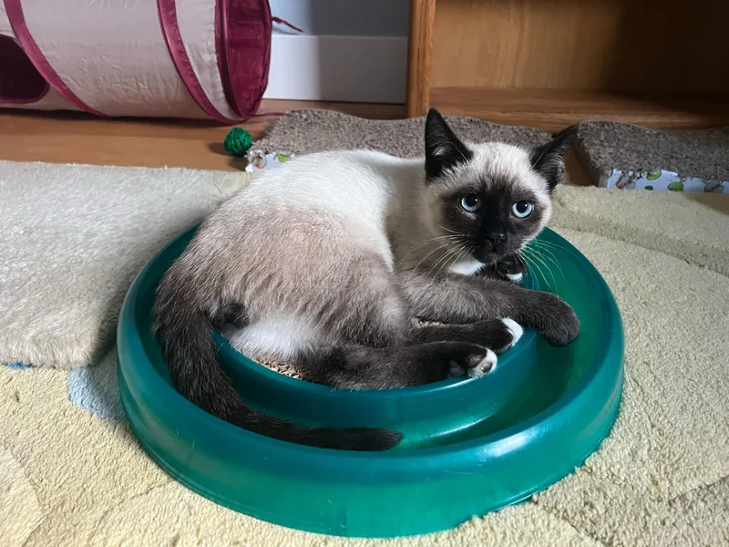 Coffee And Cream thumbnail 4