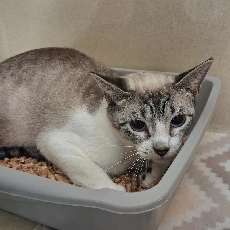 A young small-sized female Domestic Short Hair cat named Siberia for adoption in Gautier, MS