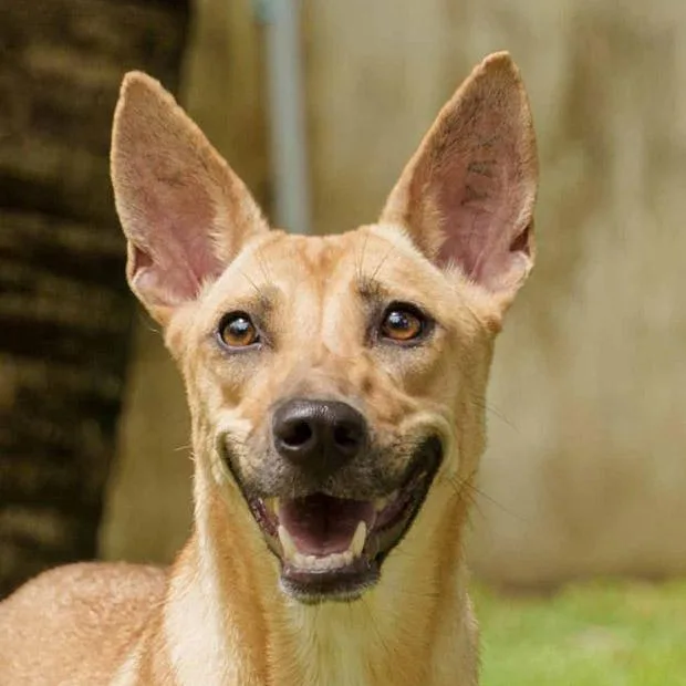 Matasurat “mattie” thumbnail 3