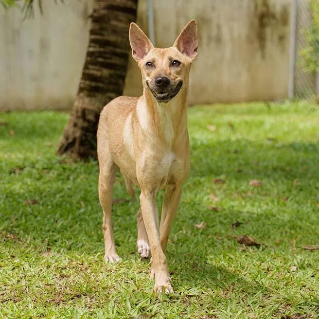 Matasurat “mattie” thumbnail 4