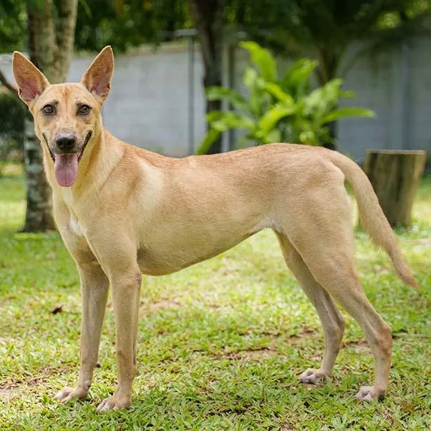 Matasurat “mattie” thumbnail 5