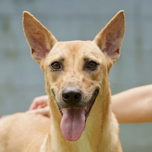 Matasurat “mattie” thumbnail 6