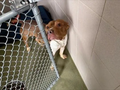 An adult large-sized male Pit Bull Terrier dog named Thriller for adoption in Woodbury, MN