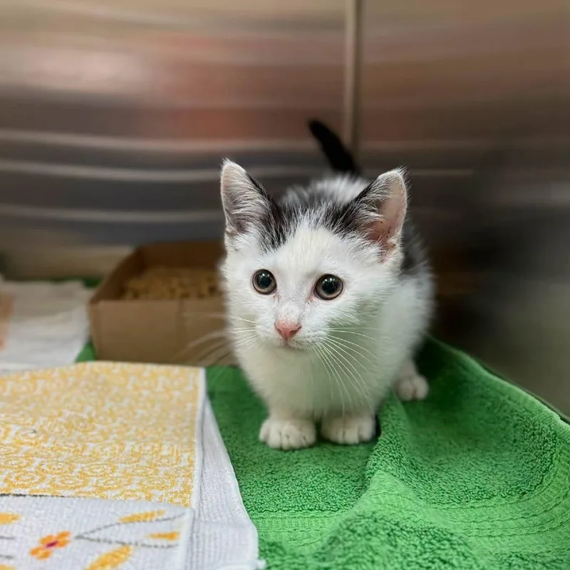 A baby small-sized male White Domestic Short Hair cat named Agent Fry for adoption in Lynchburg, VA