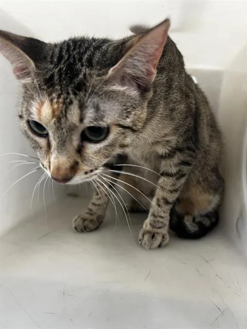 A young medium-sized female Domestic Medium Hair cat named Gala for adoption in Dallas, TX