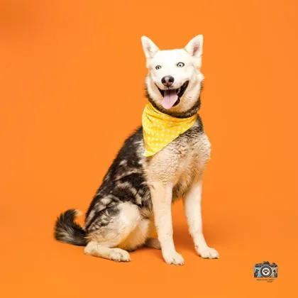 An adult large-sized male Siberian Husky dog named Hayes for adoption in El Paso, TX