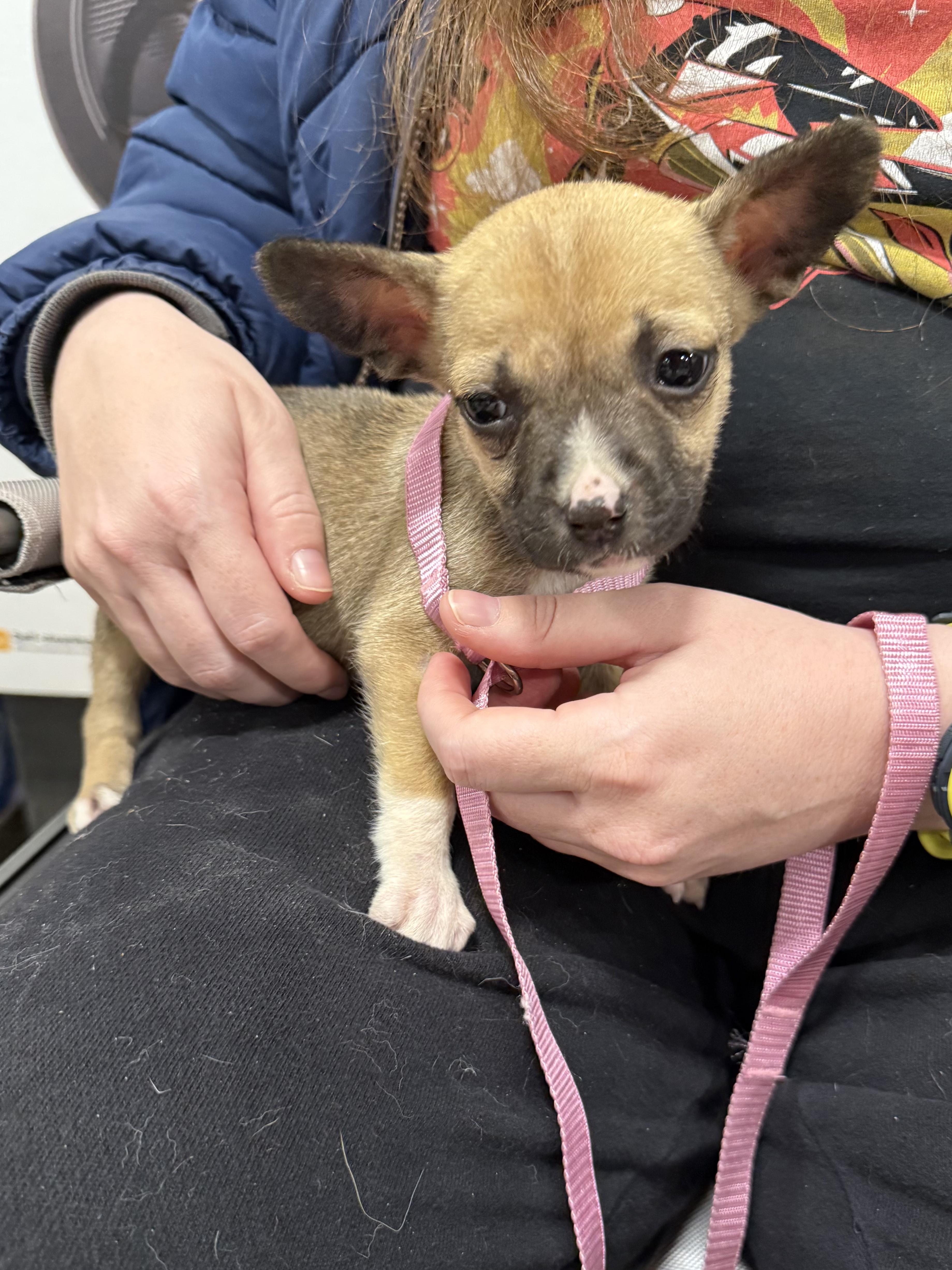 A baby small-sized female Apricot / Beige Terrier dog named Miricle for adoption in Sioux City, IA