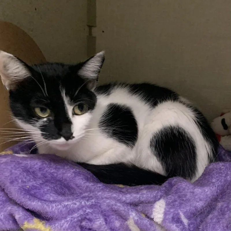 An adult medium-sized female Black Domestic Short Hair cat named Mocha for adoption in Monroe, MI